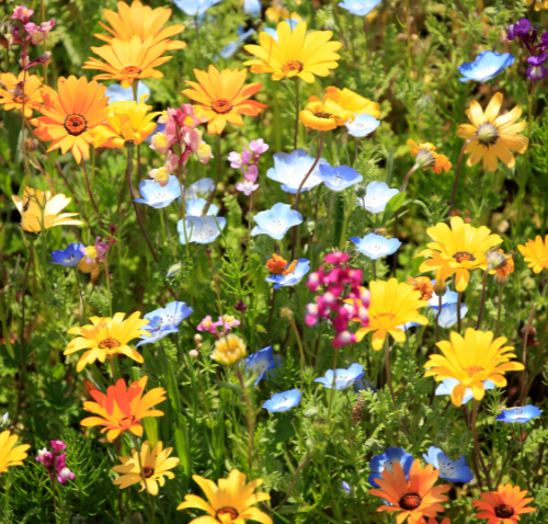 Spring in Interlaken – 2-night deal incl. dinner, sparkling wine & garage parking