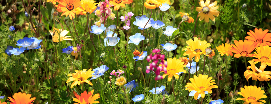 Frühling in Interlaken – 2-Nächte-Frühlingsdeal mit Menü, Schaumwein & Garage